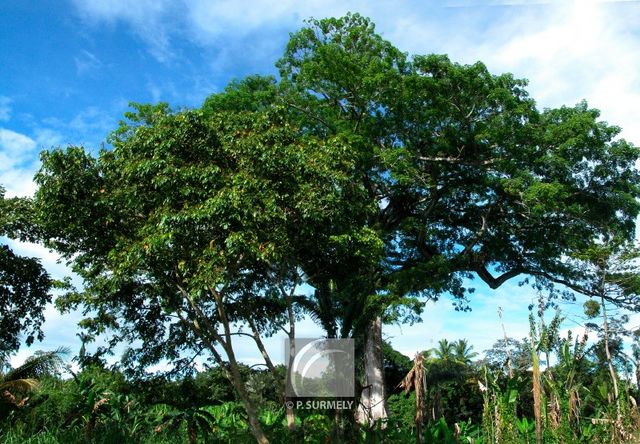 Fromager
Mots-clés: flore;arbre;Guyane;fromager