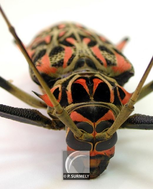 Arlequin de Cayenne
Mots-clés: Faune;insecte;Guyane;Amrique;arlequin