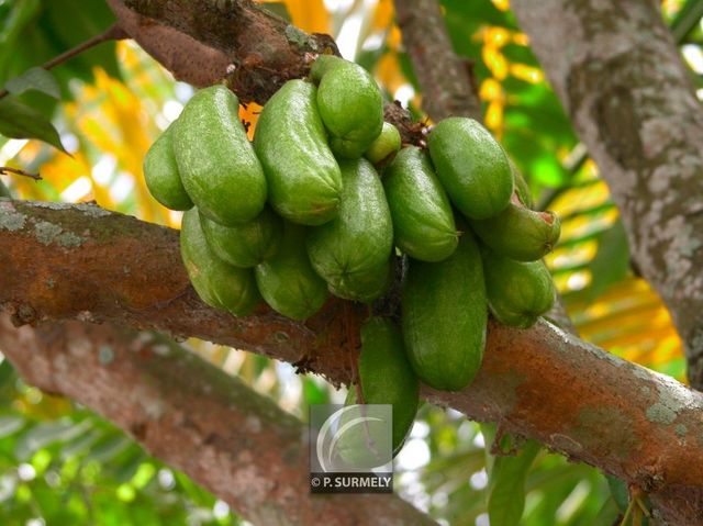 Averrhoa bilimbi
Mots-clés: flore;fruit;Guyane;averrhoa