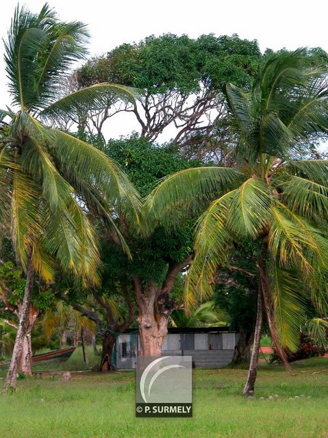 Awala-Yalimapo
Mots-clés: Guyane;Amrique;Awala-Yalimapo