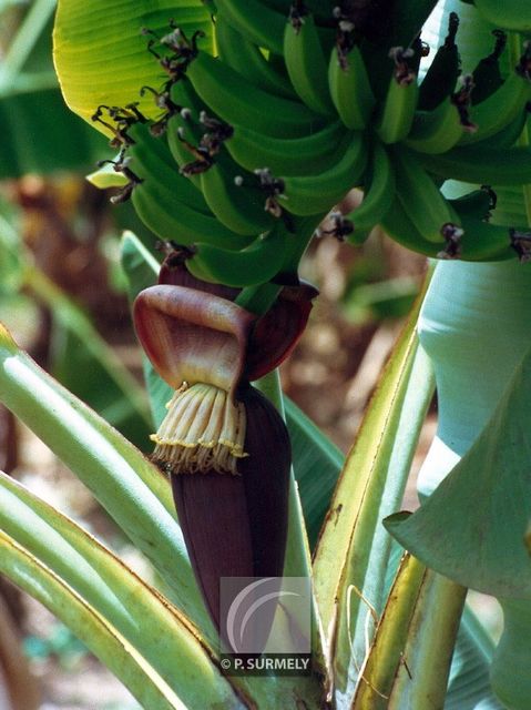 Bananier
Mots-clés: flore;fleur;Guyane;bananier