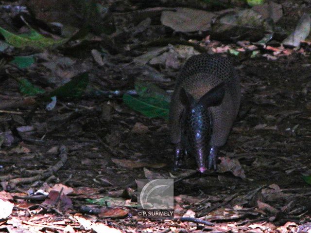 Brownsberg
Tatou sur le sentier
Mots-clés: Suriname;Amrique;Brownsberg;rserve;tatou