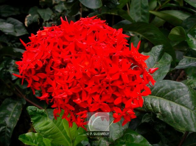 Buisson ardent
Mots-clés: flore;fleur;Guyane