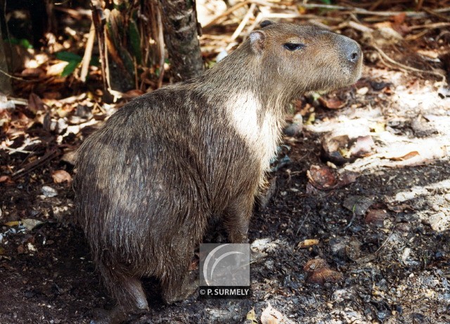 Cabia
Mots-clés: faune;