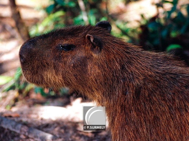 Cabia
Mots-clés: faune;