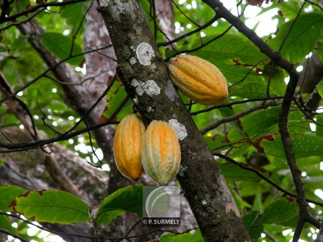 Cacao
Mots-clés: flore;fruit;Guyane;cacao;cabosse