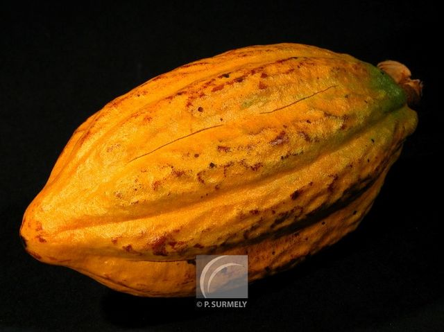 Cabosse de cacao
Mots-clés: flore;fruit;Guyane;cacao;fve;cabosse