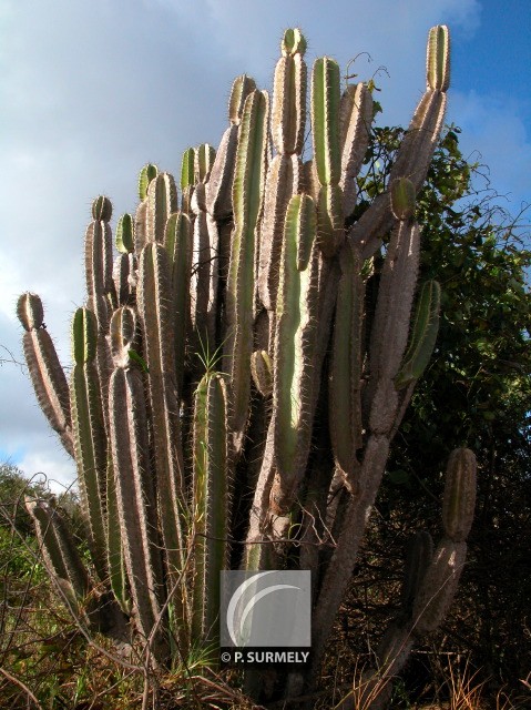 Cactus
Sur la plage d'Awala-Yalimapo
Keywords: flore;cactus;Guyane