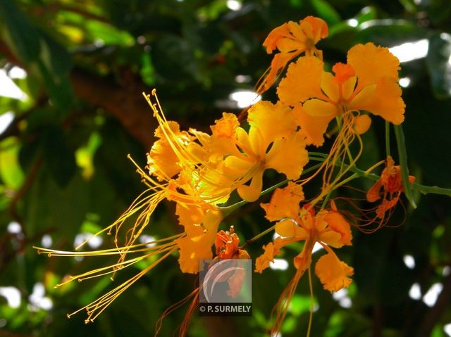 Caesalpina pulcherina
Mots-clés: flore;fleur;Guyane;caesalpina