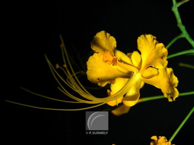 Caesalpina pulcherina
Mots-clés: flore;fleur;Guyane;caesalpina