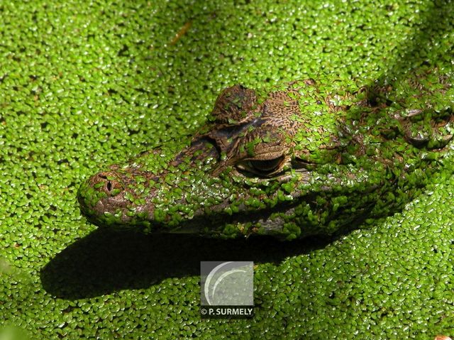 Caman
Mots-clés: Faune;reptile;caiman;Guyane