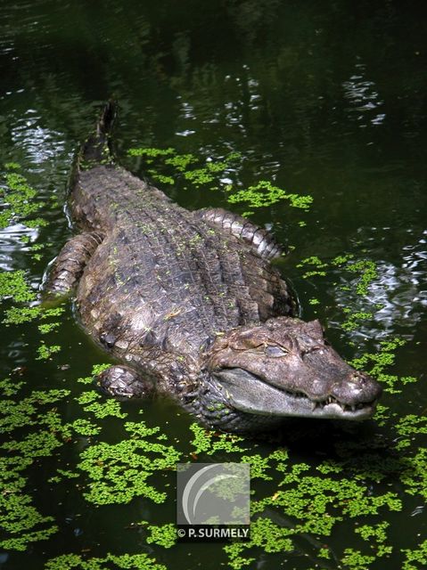 Caman
Mots-clés: Faune;reptile;caiman;Guyane