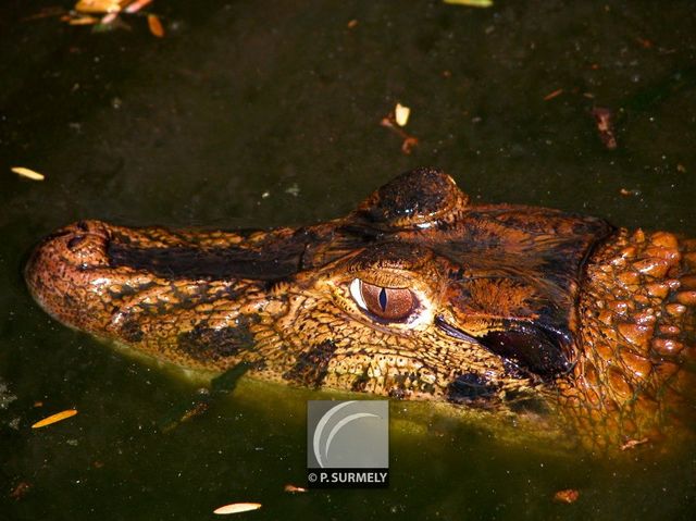 Caman
Mots-clés: Faune;reptile;caiman;Guyane