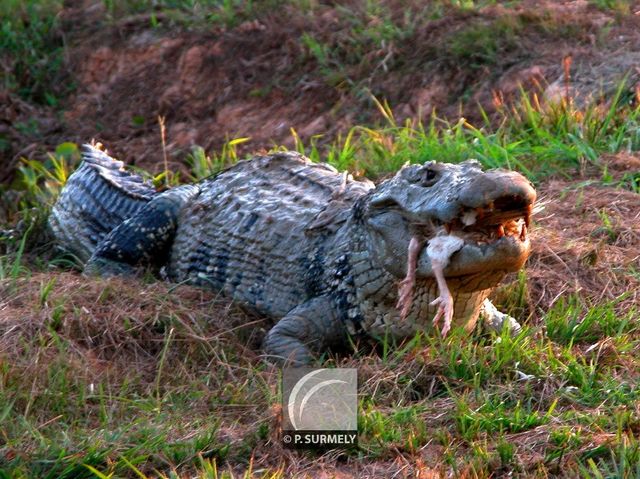 Caman
Mots-clés: Faune;reptile;caiman;Guyane