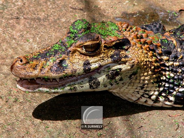 Caman
Mots-clés: Faune;reptile;caiman;Guyane