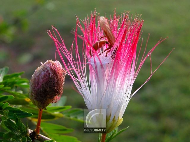 Calliandra surinamensis
Mots-clés: flore;fleur;Guyane;calliandra