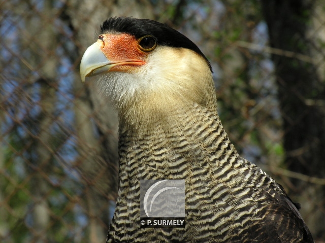 Caracara
Mots-clés: faune;oiseau;rapace;caracara;Guyane