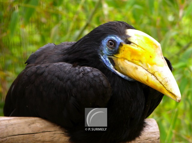 Casoar
Mots-clés: faune;oiseau;casoar