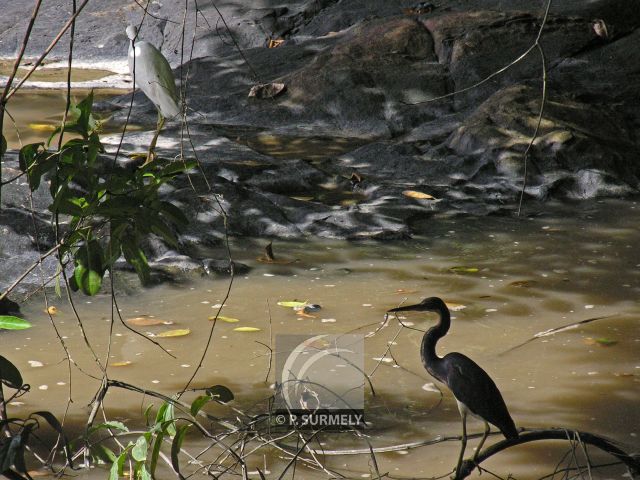 Sur le Sentier du Littoral
Mots-clés: Guyane;Amrique;ocan;Atlantique;Cayenne