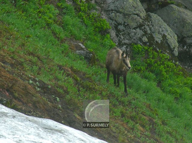 Chamois
Mots-clés: faune;