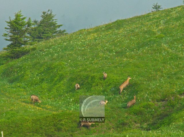 Chamois
Mots-clés: faune;