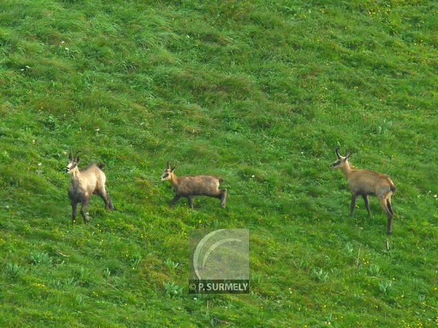 Chamois
Mots-clés: faune;