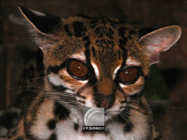 Chat tigre
Mots-clés: faune;
