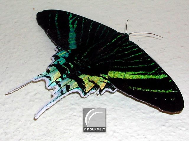 Papillon
Mots-clés: Faune;insecte;Guyane;Amrique;papillon