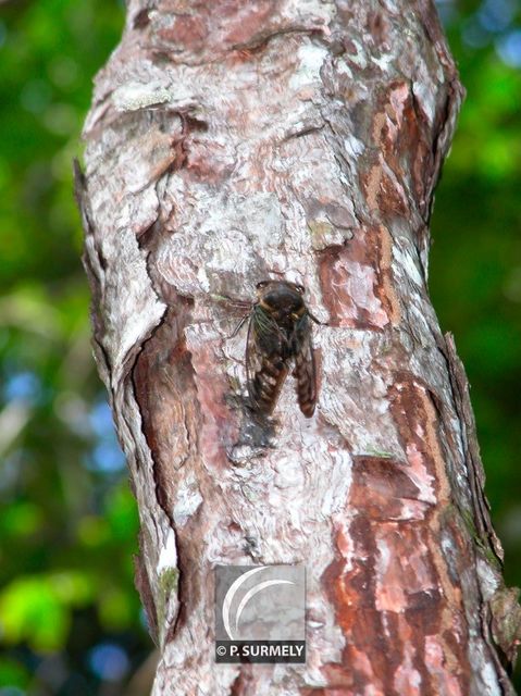 Cigale
Mots-clés: faune;Guyane;Amrique;animal;insecte;cigale