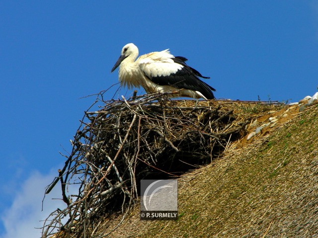 Cigogne
Mots-clés: faune;oiseau;chassier;cigogne