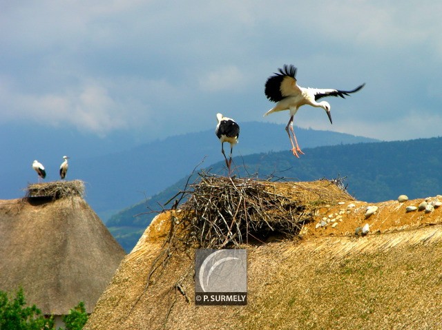 Cigogne
Mots-clés: faune;oiseau;chassier;cigogne