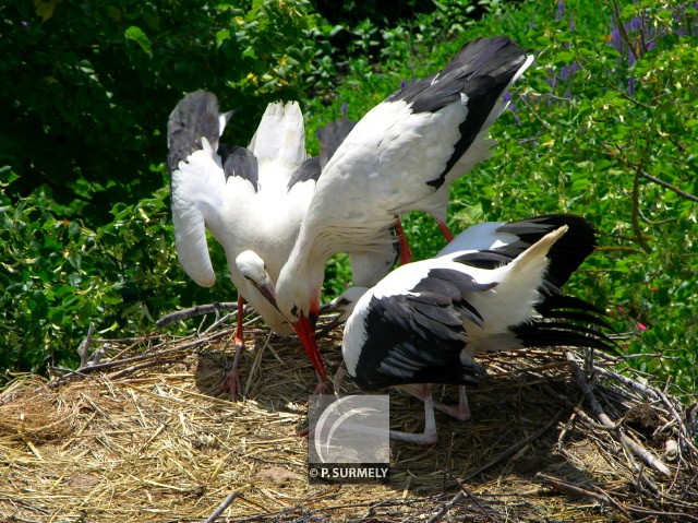 Cigogne
Mots-clés: faune;oiseau;chassier;cigogne