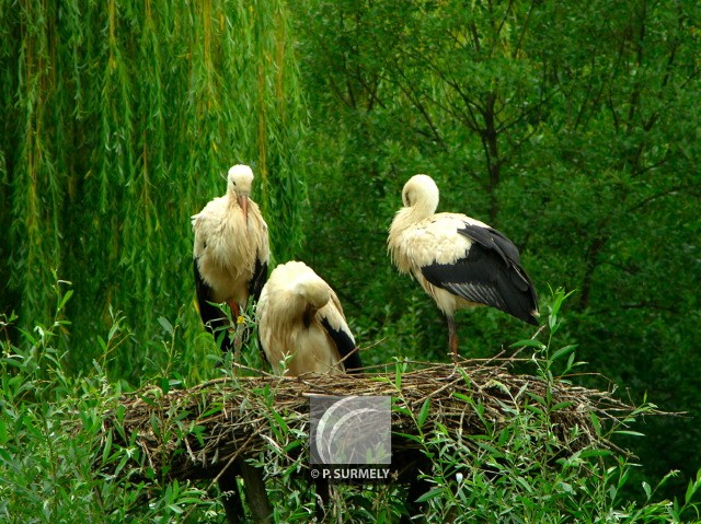 Cigogne
Mots-clés: faune;oiseau;chassier;cigogne