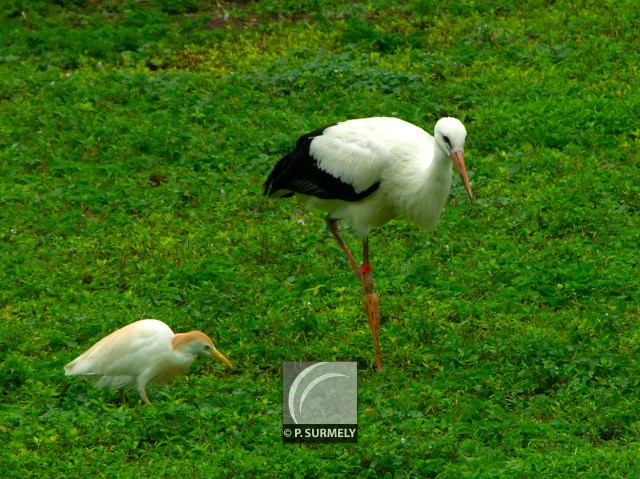 Cigogne
Mots-clés: faune;oiseau;chassier;cigogne