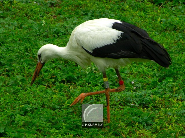 Cigogne
Mots-clés: faune;oiseau;chassier;cigogne