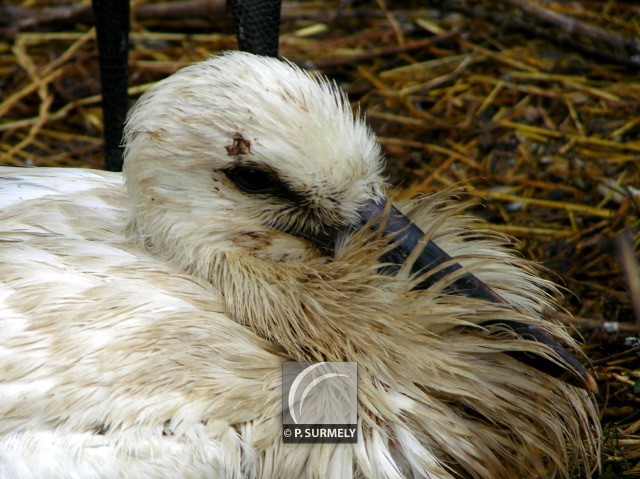 Cigogne
Mots-clés: faune;oiseau;chassier;cigogne