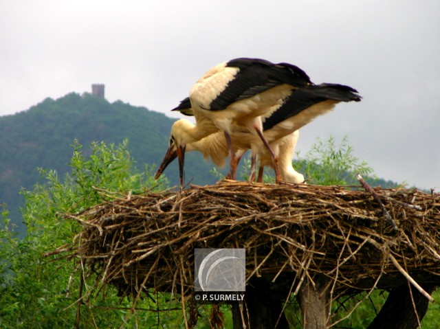 Cigogne
Mots-clés: faune;oiseau;chassier;cigogne