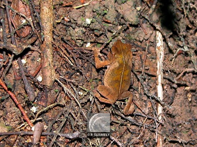 Grenouille
Mots-clés: faune;Guyane;Amrique;animal;batracien;grenouille