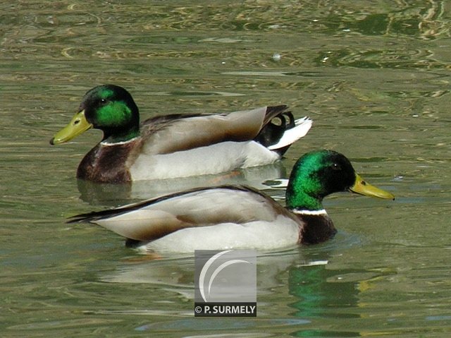 Canard colvert
Mots-clés: faune;oiseau;canard;colvert