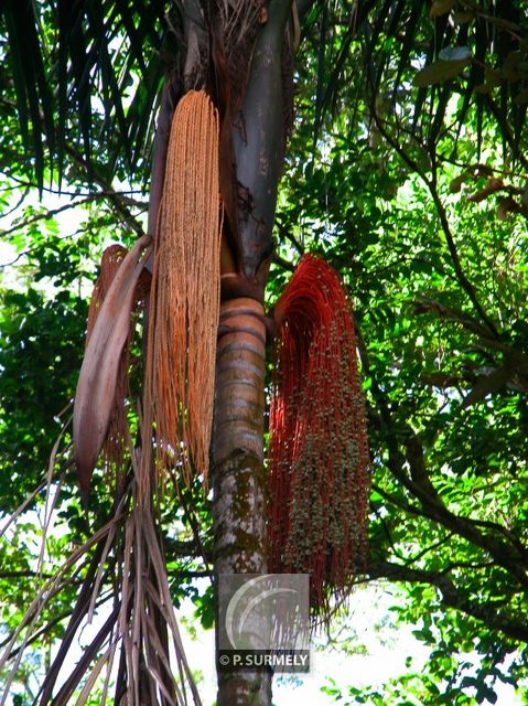 Comou
Mots-clés: flore;fruit;Guyane;comou