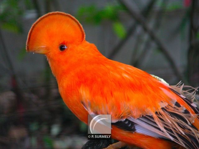 Coq roche
Mots-clés: faune;oiseau;coq;Guyane