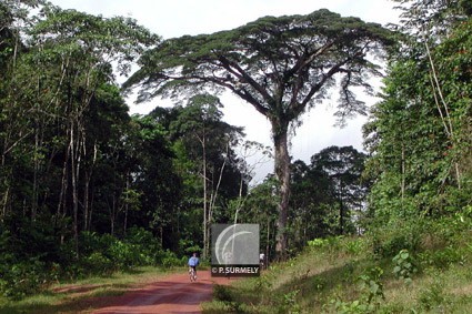 Piste Coralie
Mots-clés: Guyane;Amrique;fort;piste;Roura