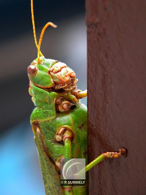 Mante religieuse
Mots-clés: Faune;insecte;Guyane;Amrique;mante