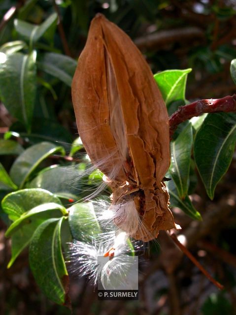 Cryptostegia grandiflora
Mots-clés: flore;fruit;Guyane