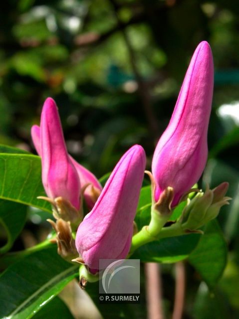 Cryptostegia grandiflora
Mots-clés: flore;fleur;Guyane;cryptostegia