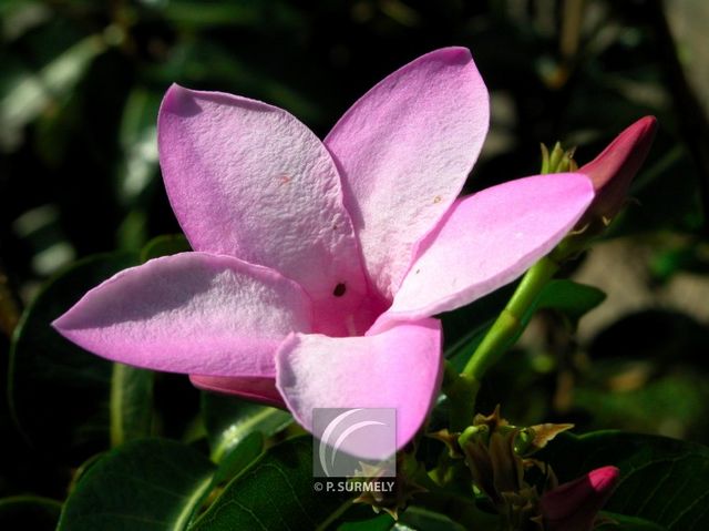 Cryptostegia grandiflora
Mots-clés: flore;fleur;Guyane;cryptostegia