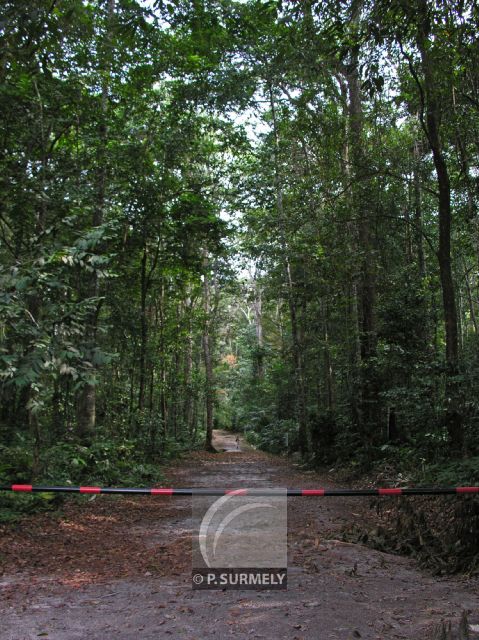 Ecole Nationale des Eaux et Forts
Sentier botanique
Mots-clés: Afrique;Gabon;tropiques;Esterias;nature;sentier;botanique