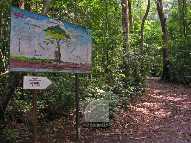 Ecole Nationale des Eaux et Forts
Sentier botanique
Mots-clés: Afrique;Gabon;tropiques;Esterias;nature;sentier;botanique