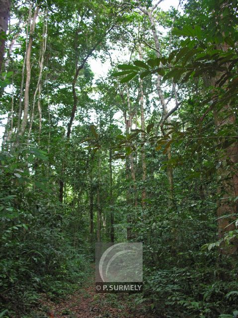 Ecole Nationale des Eaux et Forts
Sentier botanique
Mots-clés: Afrique;Gabon;tropiques;Esterias;nature;sentier;botanique