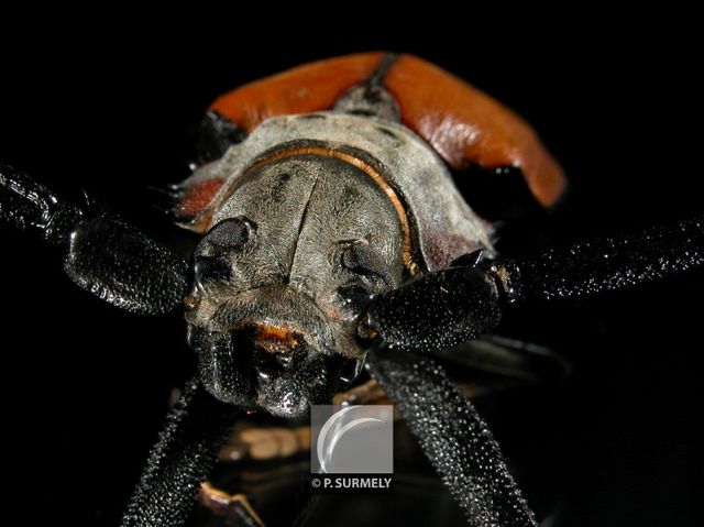 Enoplocerus
Mots-clés: Faune;insecte;Guyane;Amrique;enoplocerus